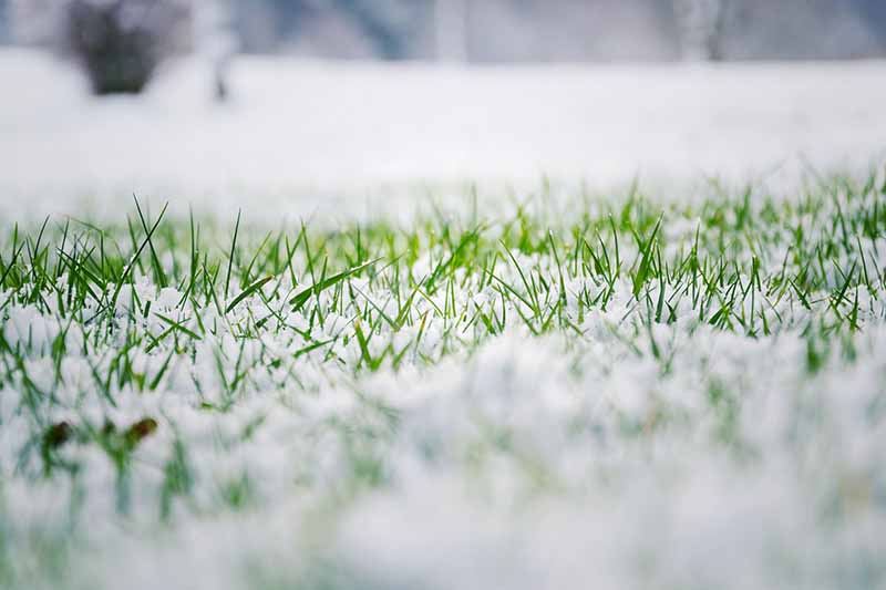 Winter Lawn Care